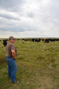 farmer in front of cattle herd