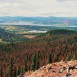 A forest with beetle-killed trees from Mt. Fraser, British Columbia.