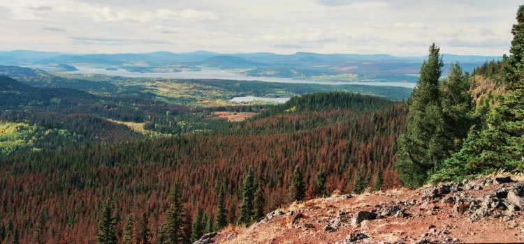 A forest with beetle-killed trees from Mt. Fraser, British Columbia.