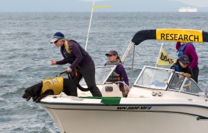 A dog at the bow of a boat