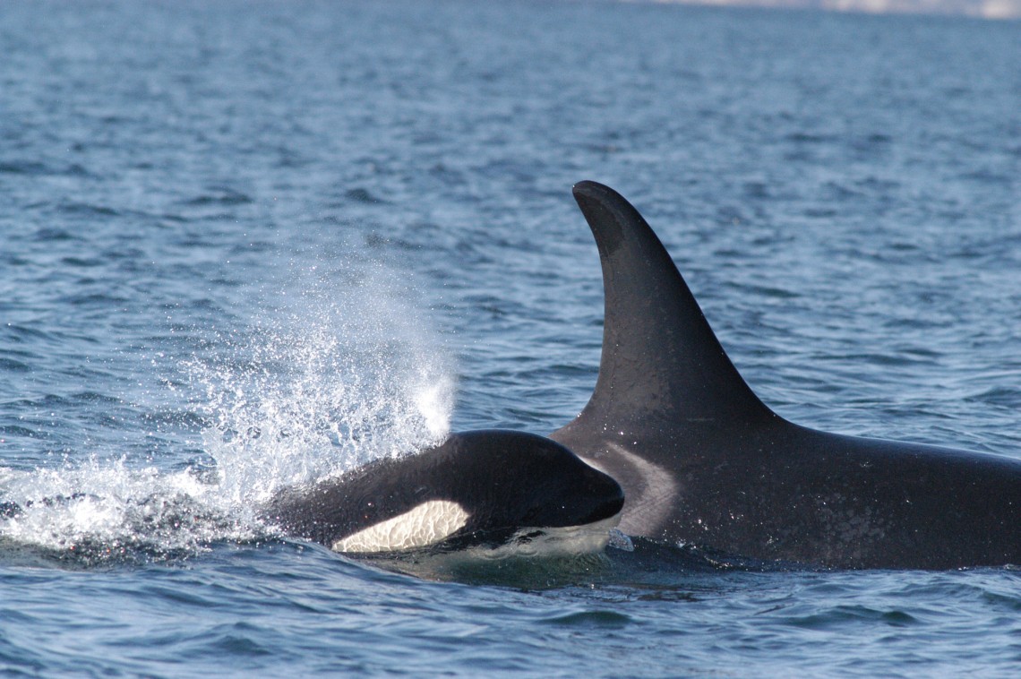 Two killer whales swimming.