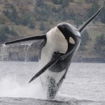 A killer whale leaping from the water.