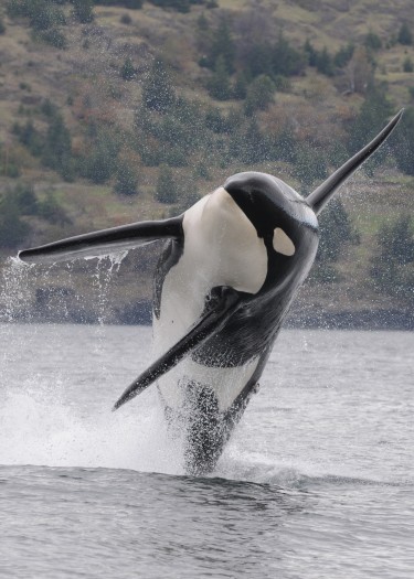 A killer whale leaping from the water.