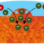 Drawing of how chemicals can swell.
