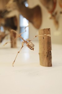 Flying squirrel specimen from the Burke Museum’s collection.