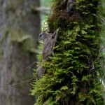 The newly-described Humboldt’s flying squirrel is the third-known species of flying squirrel in North America.