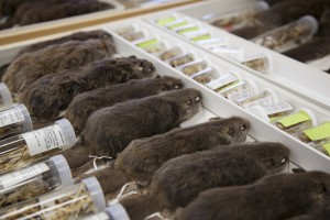 Flying squirrel specimens from the Burke Museum's collection.