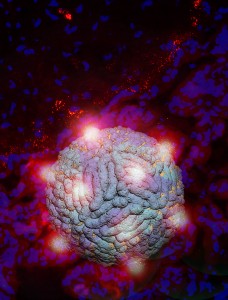 A virus