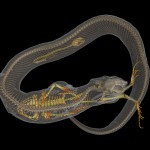 snake scan