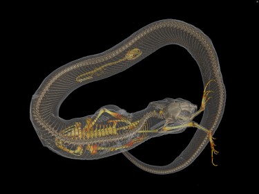 snake scan