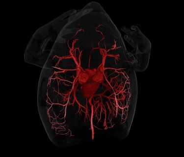 scan of toad circulatory system