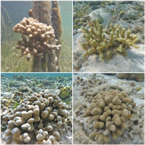 four types of corals