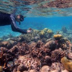 James Dimond snorkeling to collect coral in Belize. He collected 27 coral samples from different environments and with a range of branch thicknesses.