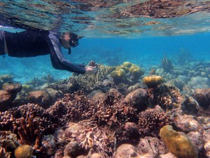James Dimond snorkeling to collect coral in Belize. He collected 27 coral samples from different environments and with a range of branch thicknesses.