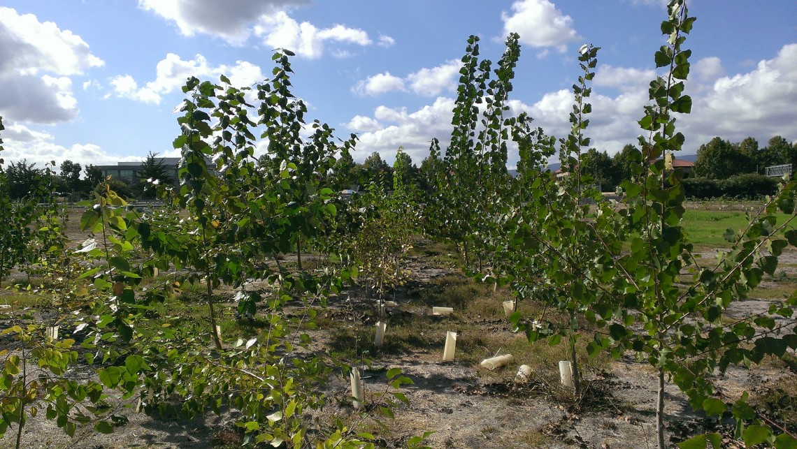 The darker, taller poplar trees shown at the test site at the end of their third season were inoculated with microbes, while the shorter, lighter-green trees (center row) were not given the bacteria.