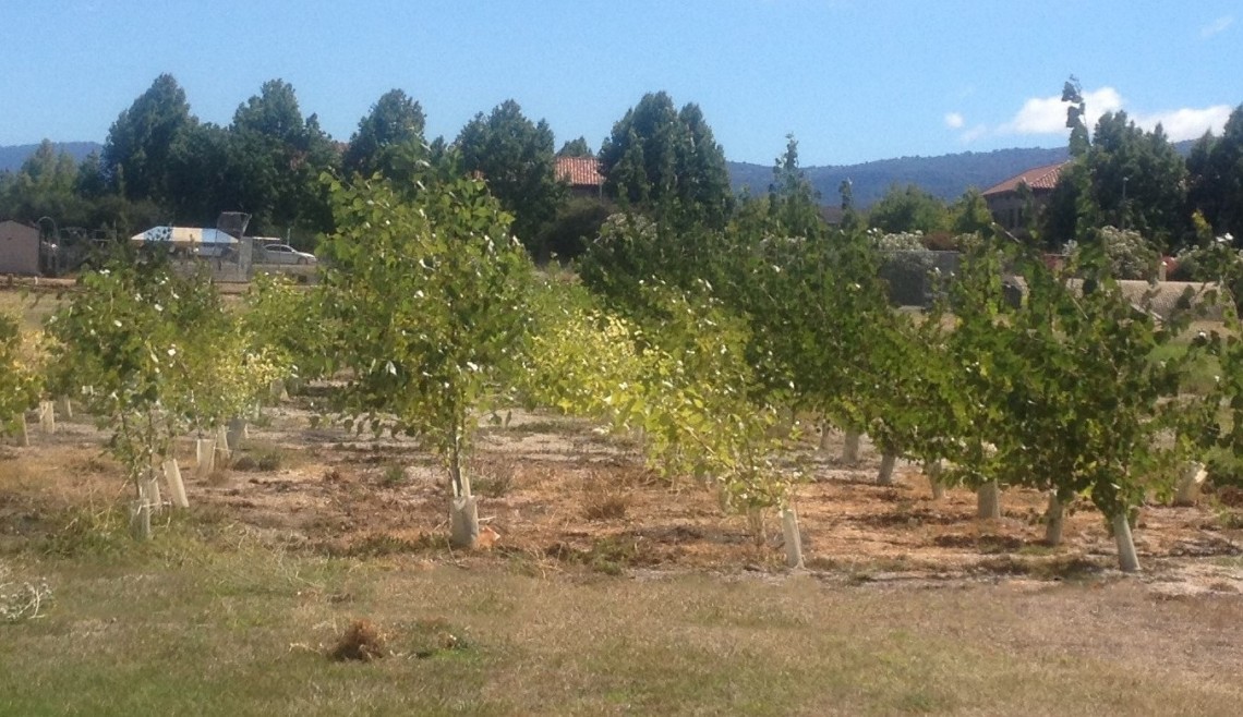 trees in field