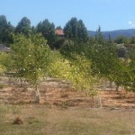 trees in field