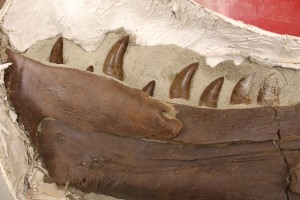 A dinosaur fossil