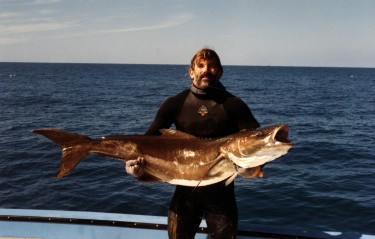 large cobia