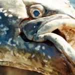 head of old halibut fish