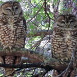 spotted owls