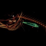 snailfish