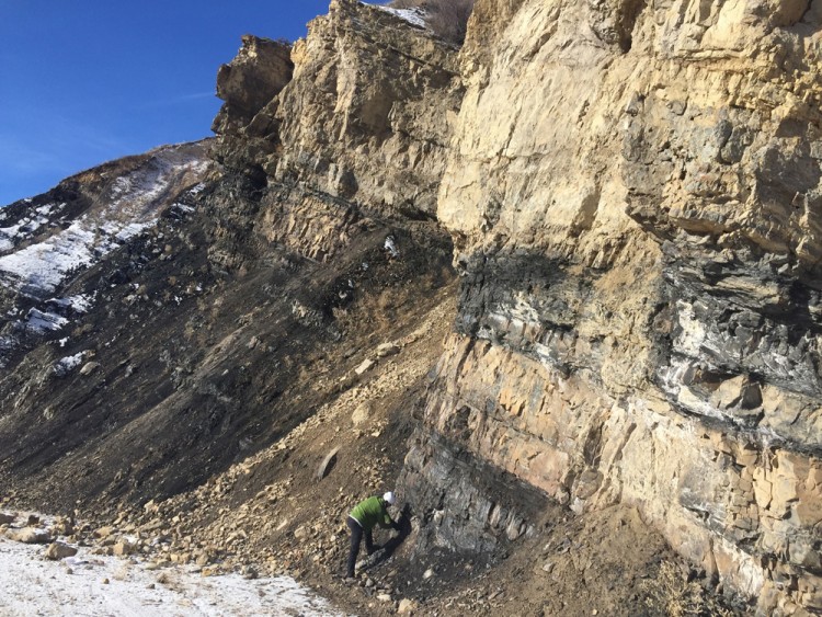 As Earth's oxygen levels rose to near-modern levels over the last 800 million years, phosphorus levels increased, as well, according to modeling led by the UW's Michael Kipp and others. Accordingly, Kipp says, large phosphate deposits show up in abundance in the rock record at about this time. This is a Wyoming portion of The Phosphoria Formation, a deposit that stretches across several states in the western United States and is the largest source of phosphorus fertilizer in the country. The photo shows layers of phosphorus that are 10s of meters thick, shales the contain high concentrations of organic carbon and phosphorus. Kipp said many such deposits are documented over time but are rare in the Precambrian era. "Thus, they might represent a conspicuous temporal record of limited phosphorus recycling."