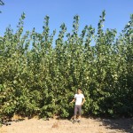 small poplars