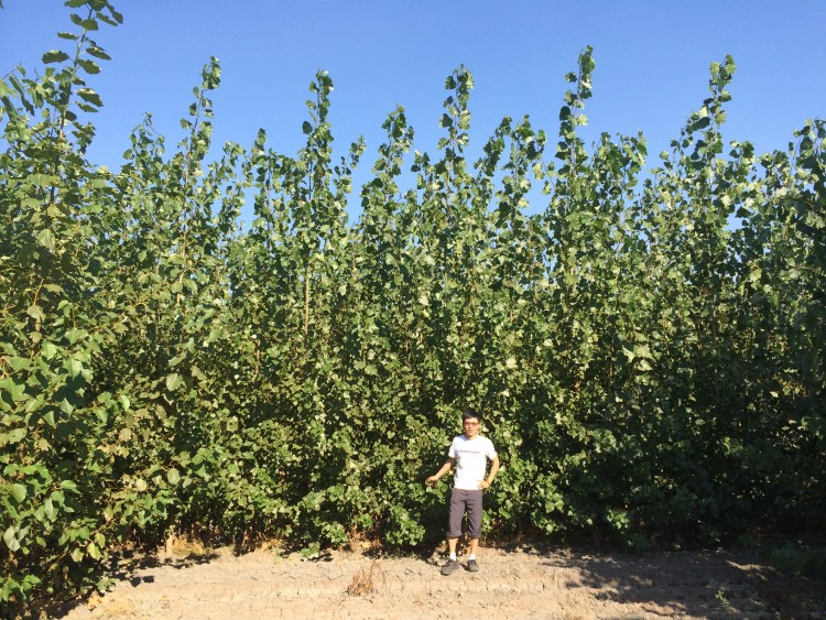 small poplars
