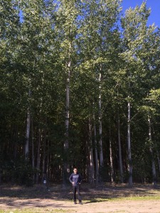 standard tree farm
