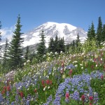 Wildflowers growing on a mountain.