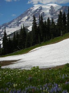 A mountain slope showing wildflowers and snow.