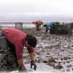 harvesting oysters