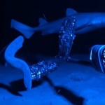 A hagfish, left, is pursued by a predator.