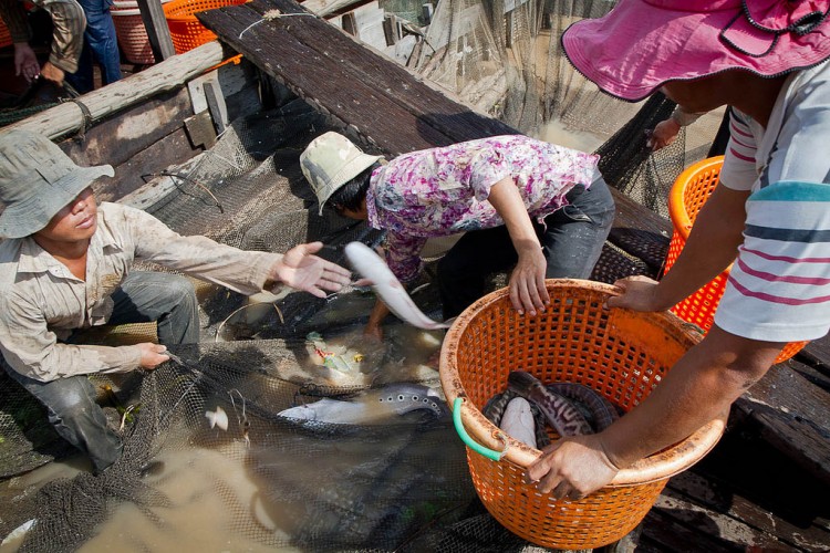 fish processing