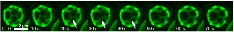 A time-lapse image of a single yeast vacuole. The white arrow indicates a region in which two membrane domains begin to coalesce.