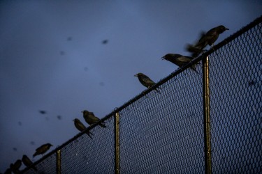 birds on fence