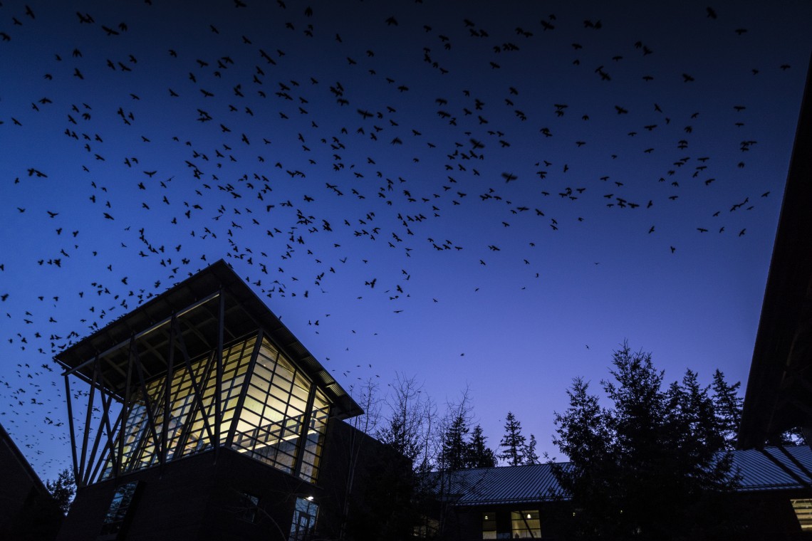 crows above campus building
