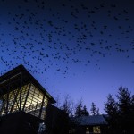 crows above campus building