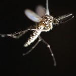 A tethered, flying Aedes aegypti mosquito.