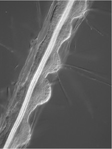 Microscopic image of a plant root