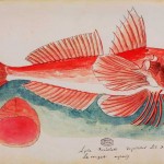 Large Scaled Gurnard