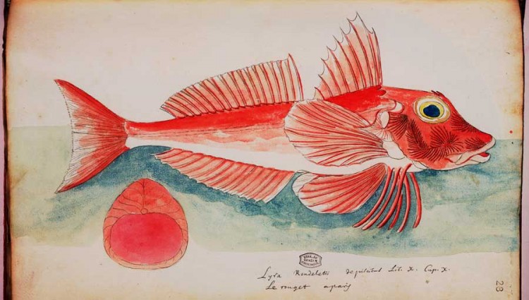 Large Scaled Gurnard