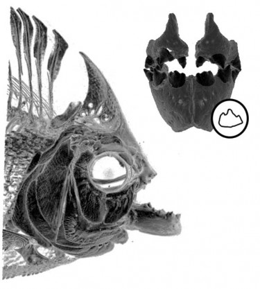 jaw scans