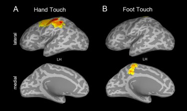 These images illustrate two views of the left hemisphere of the brain. Image A shows the location where infants in the experiment processed a touch to the hand; image B shows where, in the brain, they processed a touch to the foot.