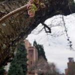 The UW cherry blossoms are in "Stage 2" of their blooming process.