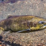 chinook salmon