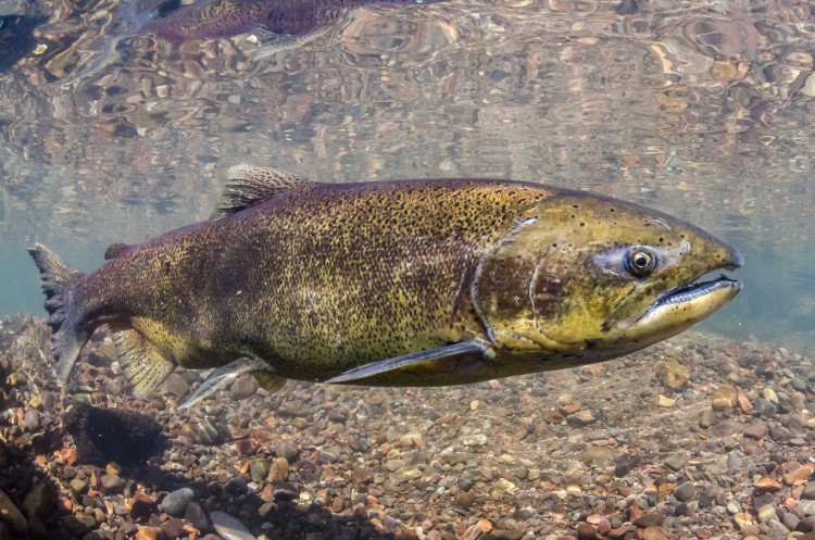 chinook salmon