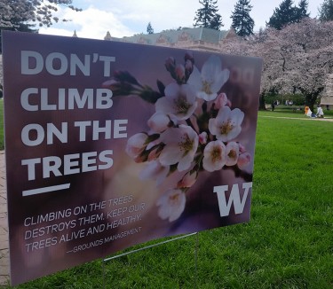 UW Facilities Services asks visitors to the Quad to avoid damaging the trees by not jiggling the branches, climbing on the trees and peeling off bark.