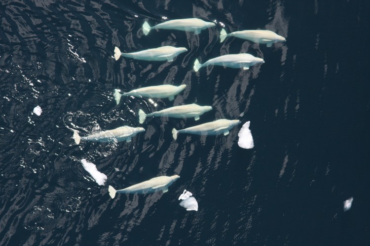 beluga whales